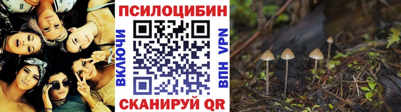 МЕГА как войти Ачхой-Мартан Псилоцибиновые грибы MAGIC MUSHROOMS